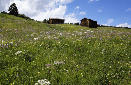 Wie wird man Jagdgegner