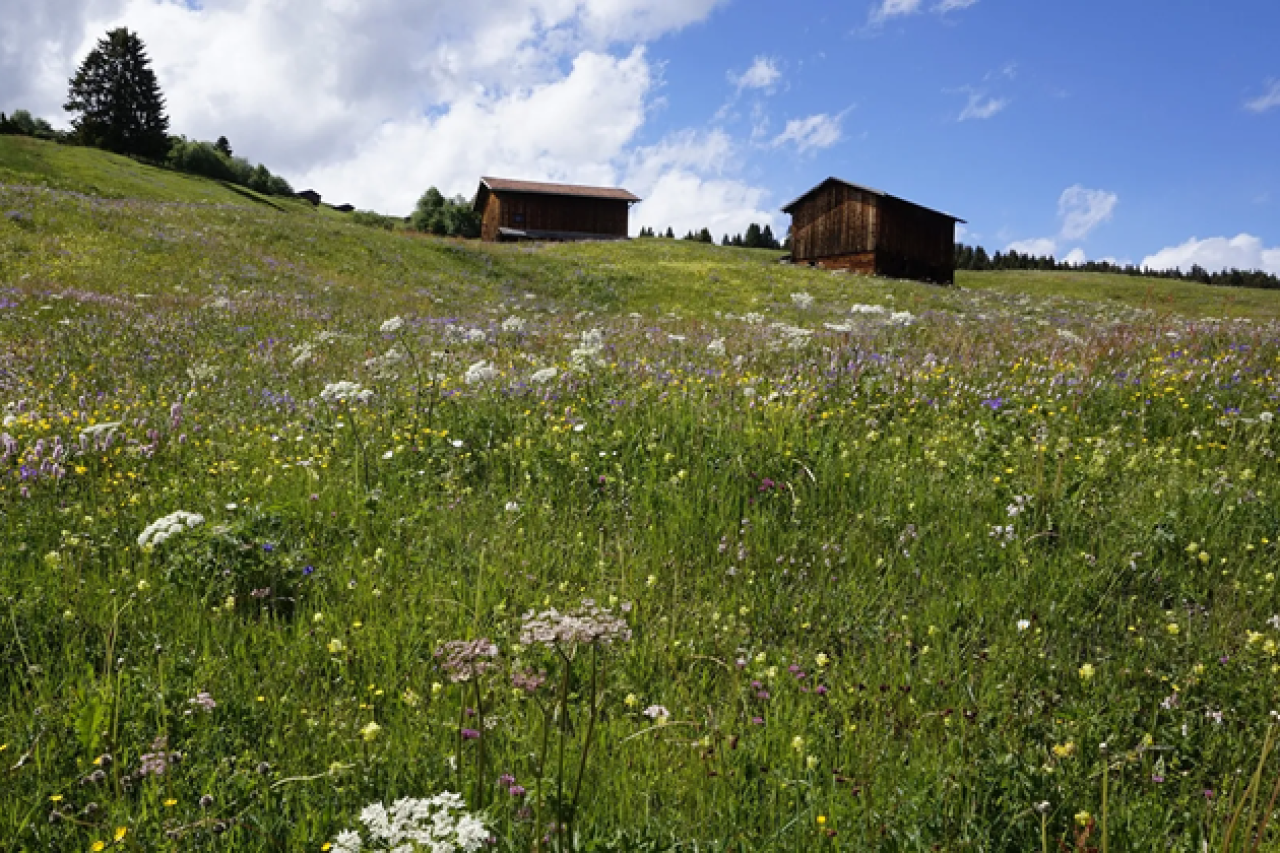 Wie wird man Jagdgegner
