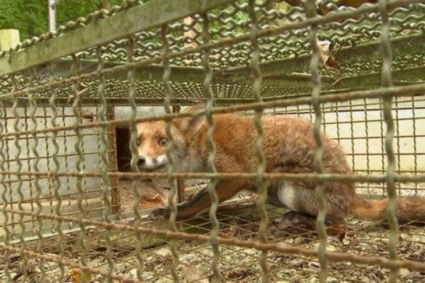 PETA zeigt Schliefenanlagen-Betreiber an