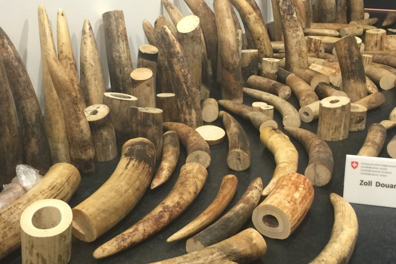 Weltweit Wildtiere schützen: CITES-Konferenz in Panama