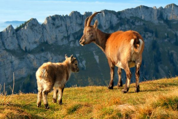 Hobby-Jäger gefährden Touristen und Bevölkerung in Graubünden