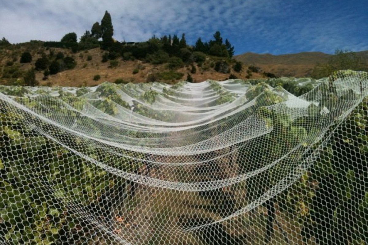 Todesfalle Rebberge