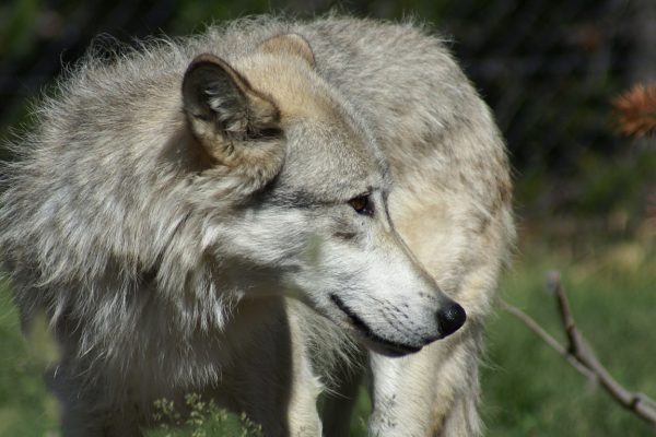 Kanton Bern: 2019 war ein ruhiges Wolfsjahr