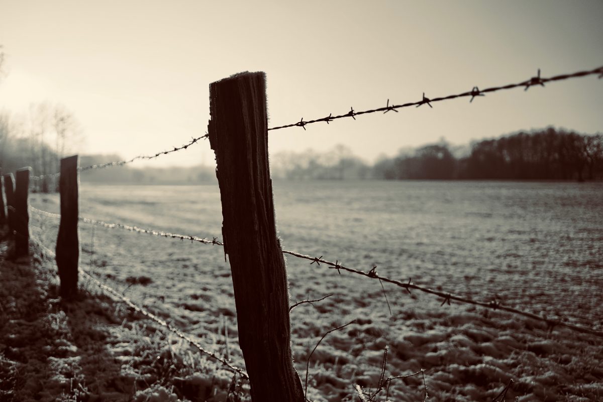 Weidenetze sind Todesfallen