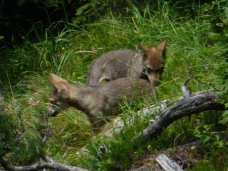 Jungwölfe werden vom Bundesamt gegen die Umwelt gejagt