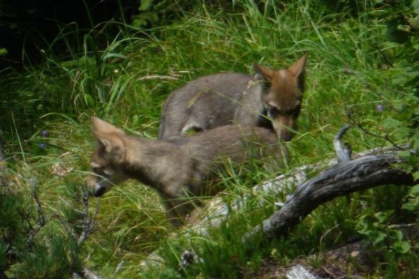 Jungwölfe werden vom Bundesamt gegen die Umwelt gejagt