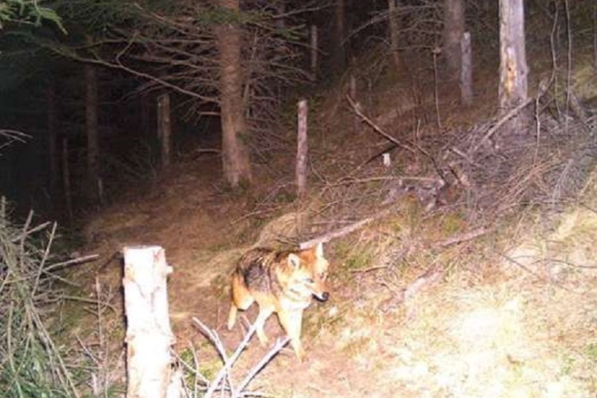 Hobby-Jäger erschiesst Goldschakal in Graubünden