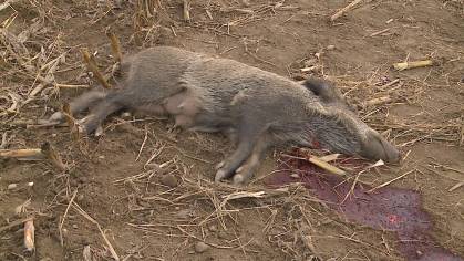 Wildschweinkiller wird angeklagt Valentin Stocker