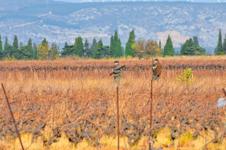 Wölfe jagen und Jägerlatein