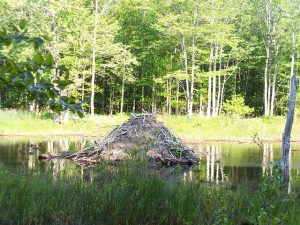 Beaver Castle