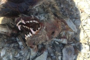 Wieder Wolf gewildert im Wallis