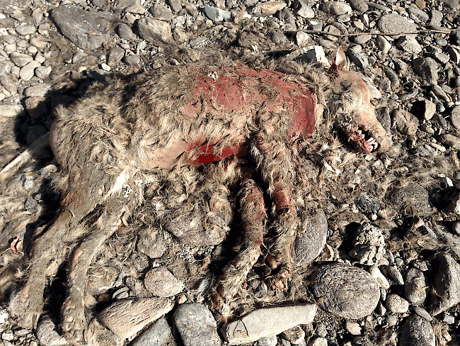 Gewilder Wolf Wallis