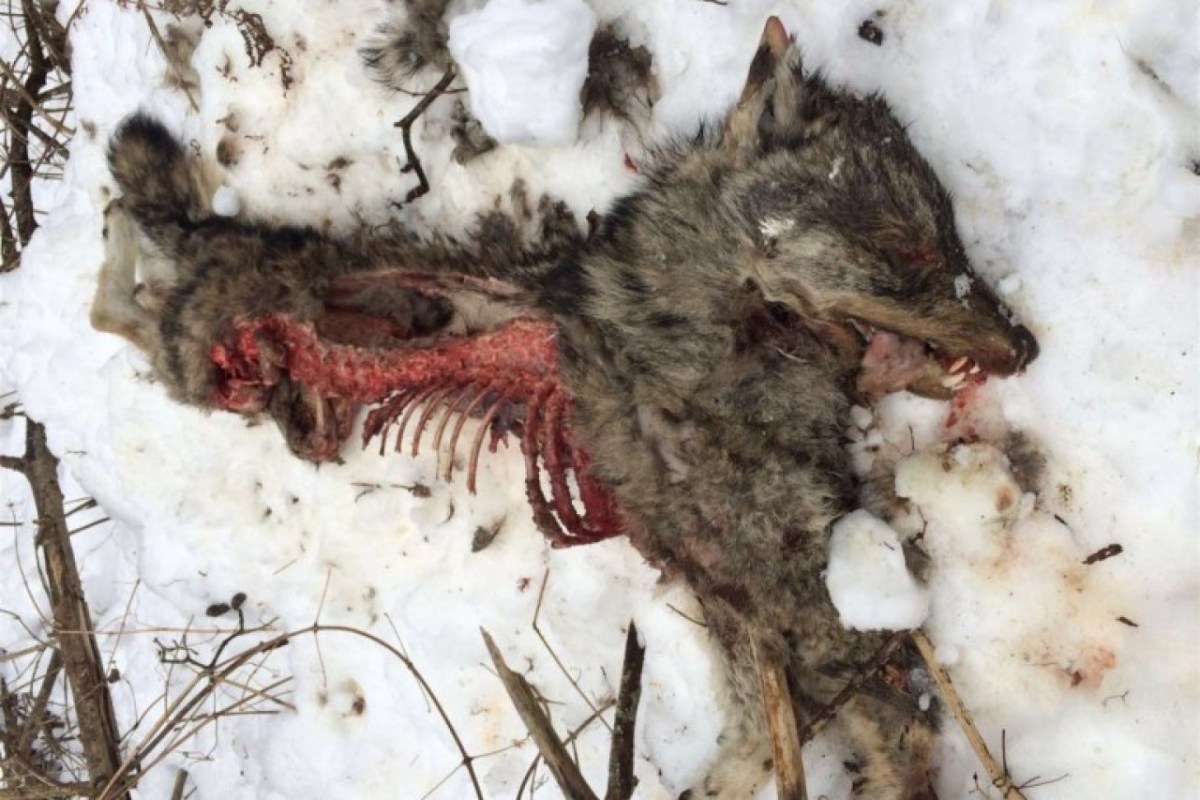 Erneut wildern Bündner Hobby-Jäger einen Wolf