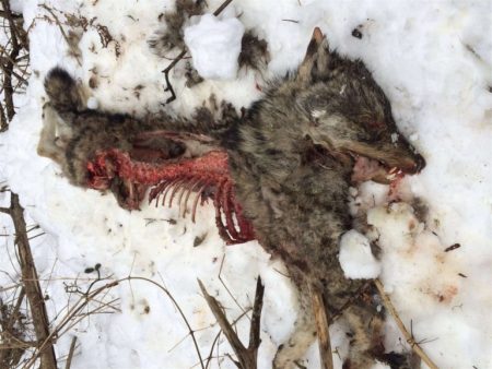 Wolfskadaver graubünden