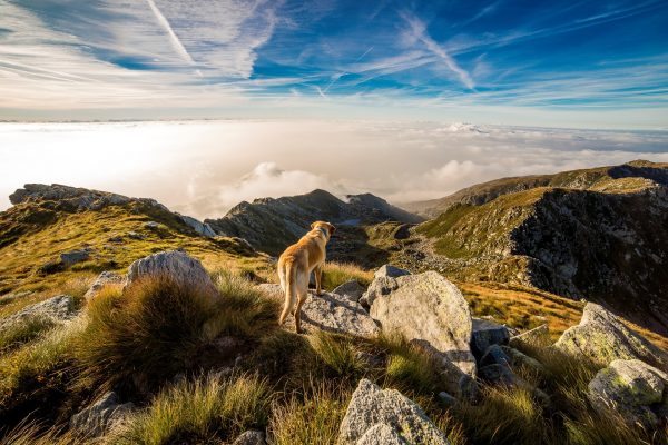 Mein Hund jagt… – ein Kavaliersdelikt?