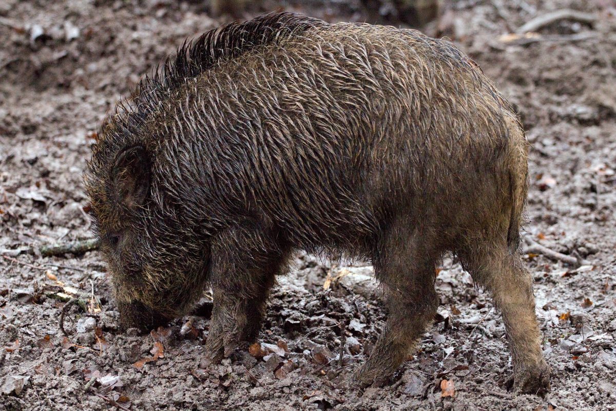 Hobby-Jäger müssen Wildschweinschäden mitbezahlen