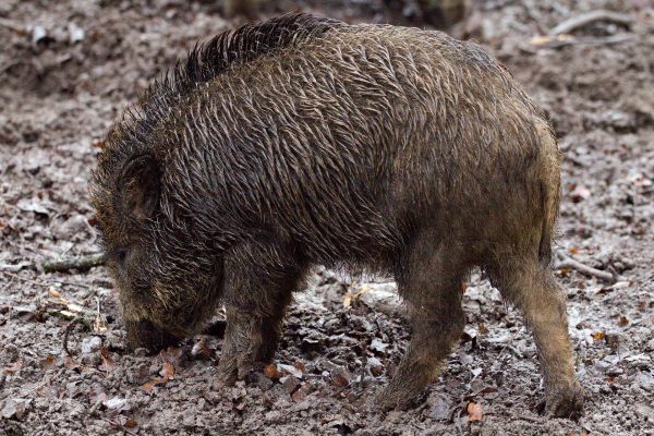 Hobby-Jäger müssen Wildschweinschäden mitbezahlen