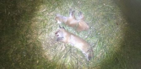 Autofahrer tötet Jungfüchse und fährt einfach weiter Wildunfall