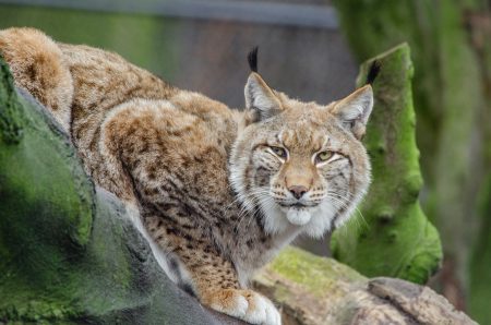 Neuansiedlungen von Luchsen erfordern grosse Bestände Luchs