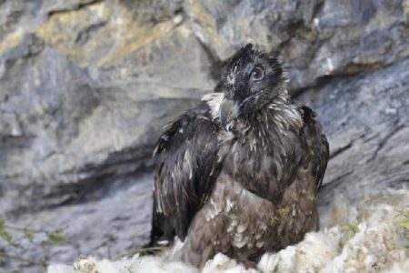 Bartgeier-Auswilderung in der Zentralschweiz Bartgeier