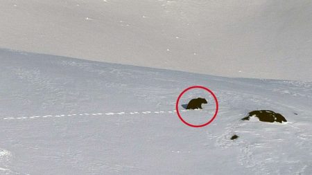 Wolf und Bär im Kanton Schwyz bär-hoch-ybrig