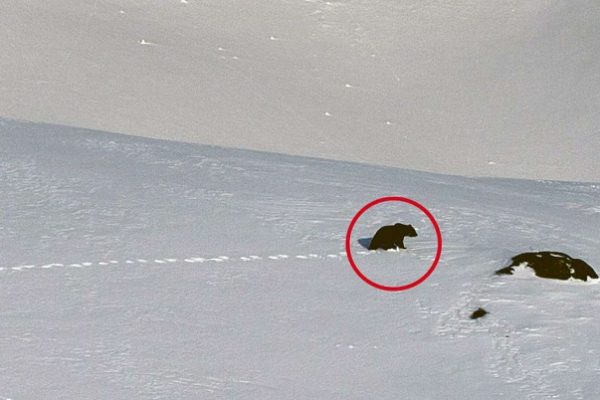 Wolf und Bär im Kanton Schwyz