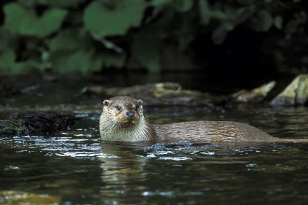 Fischotter in Graubünden nachgewiesen