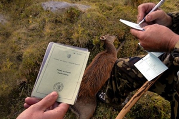 Wallis: Massive Kritik an der Dienststelle für Jagd