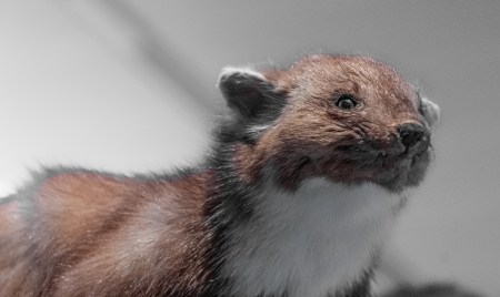 Marder mögen Ostschweizer Autos Marten