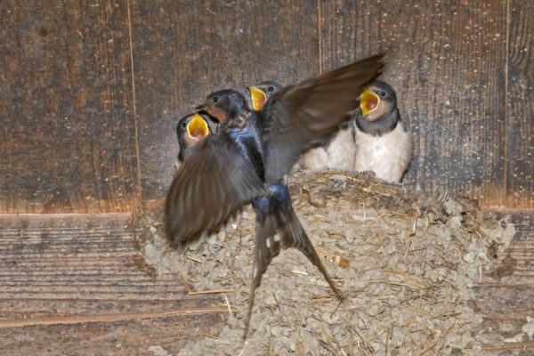 Schwalben brauchen unsere Hilfe