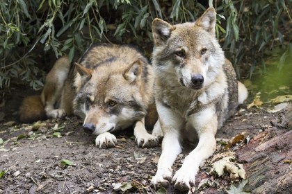 Kampfansage gegen erneute Wolf-Ausrottung Wölfe
