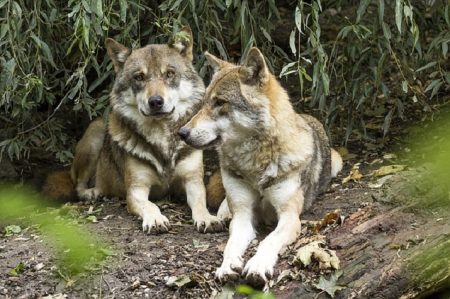 Der Wolf soll doch wieder gejagt werden dürfen Wolf