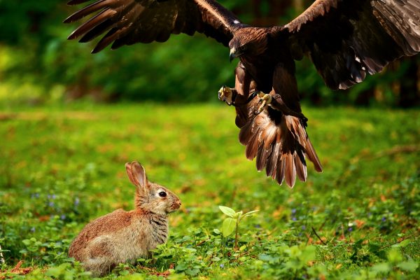 Hege und Jagd: Gedanken zu Hobby-Jäger