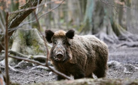 Durchgeknallt was bei der jagd falsch laeuft dokumentation von lutz wetzel am mittwoch 29 juni 2016