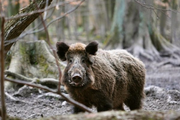 TV-Tipp: Durchgeknallt – Was bei der Hobby-Jagd falsch läuft