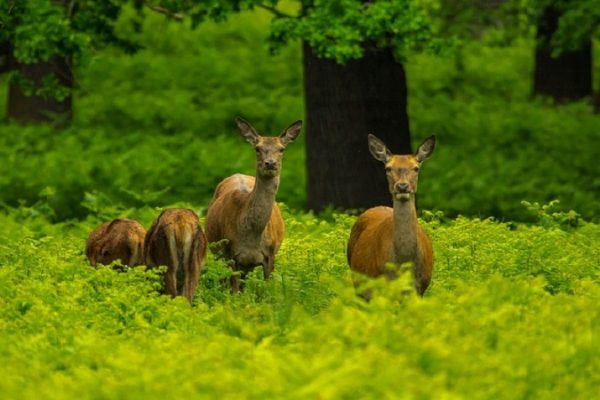Glarus: Hobby-Jäger bringen Regierung zum Einlenken