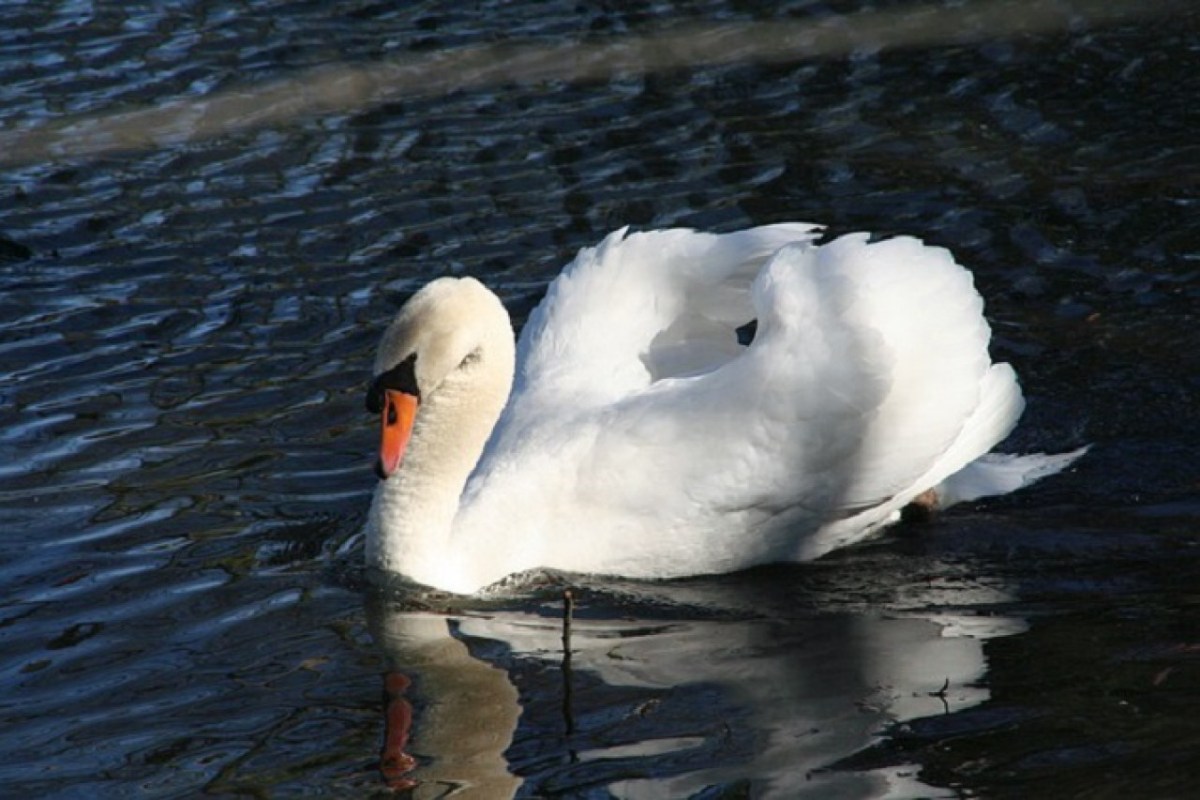 Höckerschwan