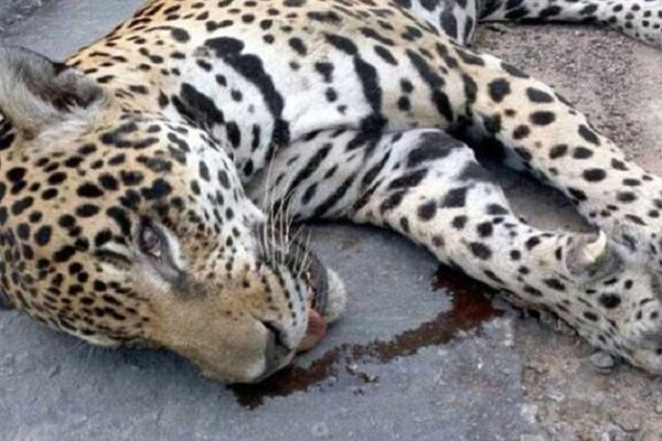 Brésil: un jaguar tué après une cérémonie olympique