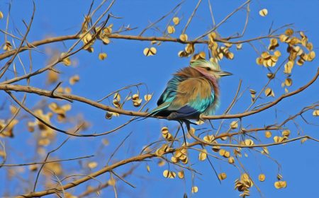 Ist das globale Vogelsterben ein schlechtes Omen? Singvogel