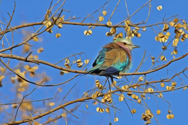 Ist das globale Vogelsterben ein schlechtes Omen?