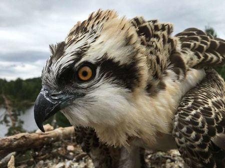 Eine Gruppe junger Fischadler kommt aufs Freiburger Gefängnisareal Fischadler