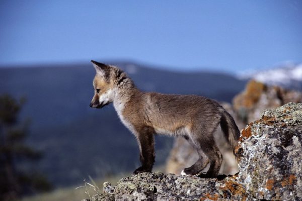 Albanien verlängert Jagdbann um fünf Jahre