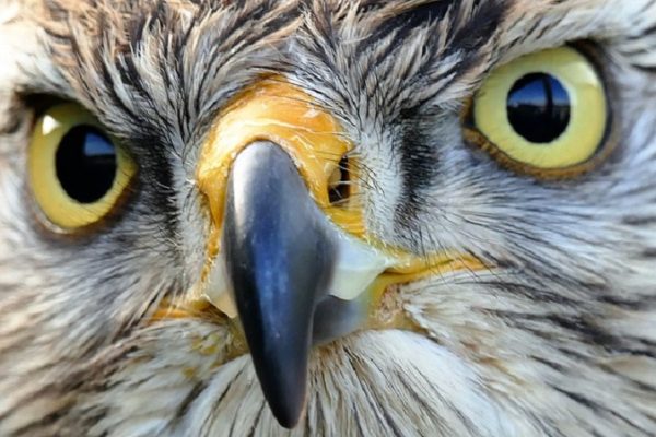 Jugement contre un tortionnaire d'oiseaux au sein de la mafia des colombophiles