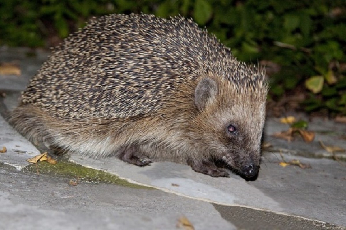 Igel