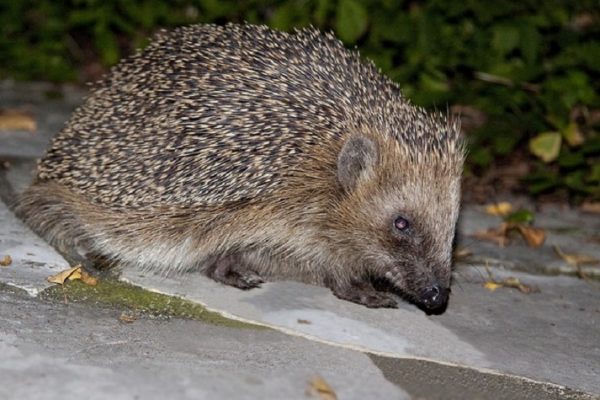 Igel sind auch in der Stadt heimisch