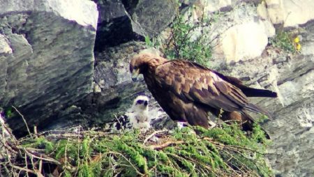 Gestresste Steinadler: Luftkämpfe am Bündner Himmel Steinadler