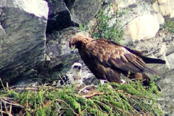 Gestresste Steinadler: Luftkämpfe am Bündner Himmel