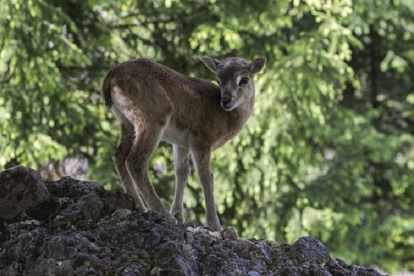 Unseriöse Schweizer Jagdverwaltungen | Jagdstatistik, Tierschutz und Transparenz