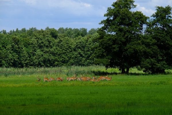 Bayer kauft Monsanto – wird jetzt alles noch schlimmer für die Wildtiere?