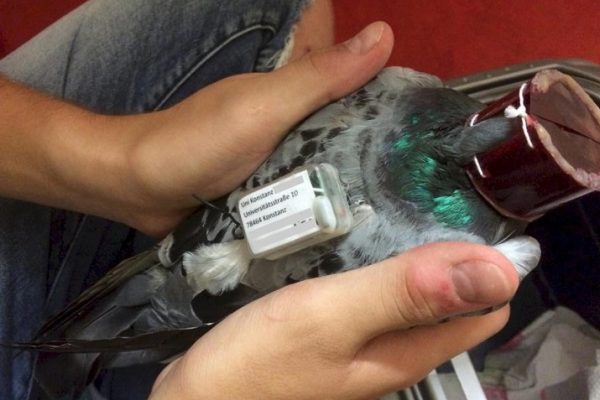 Les pigeons comme instruments d'expérimentation